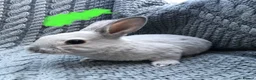 Rex rabbits for sale: Purebred Velvet Mini Rex Sable rabbits - Advert 11