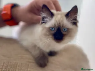 Siamese cats Ready Now – Stunning Blue-Eyed Siamese Kittens - Advert 2