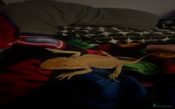 Bearded Dragon reptiles for sale: Boy Bearded Dragon  - Advert 12