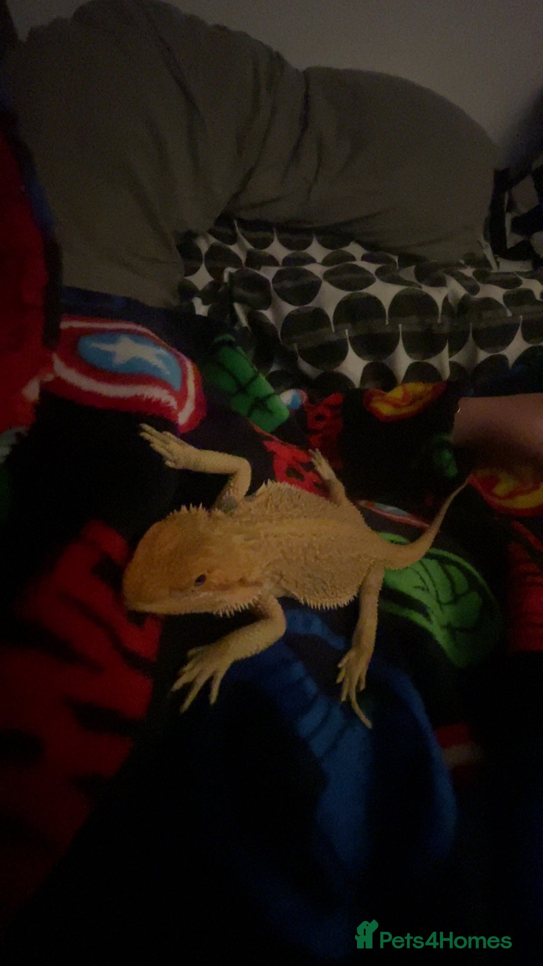 Bearded Dragon reptiles for sale: Boy Bearded Dragon  - Advert 12