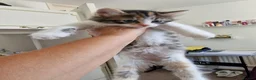 Mixed Breed cats for sale: 4 gorgeous kitten looking for their forever home - Advert 10
