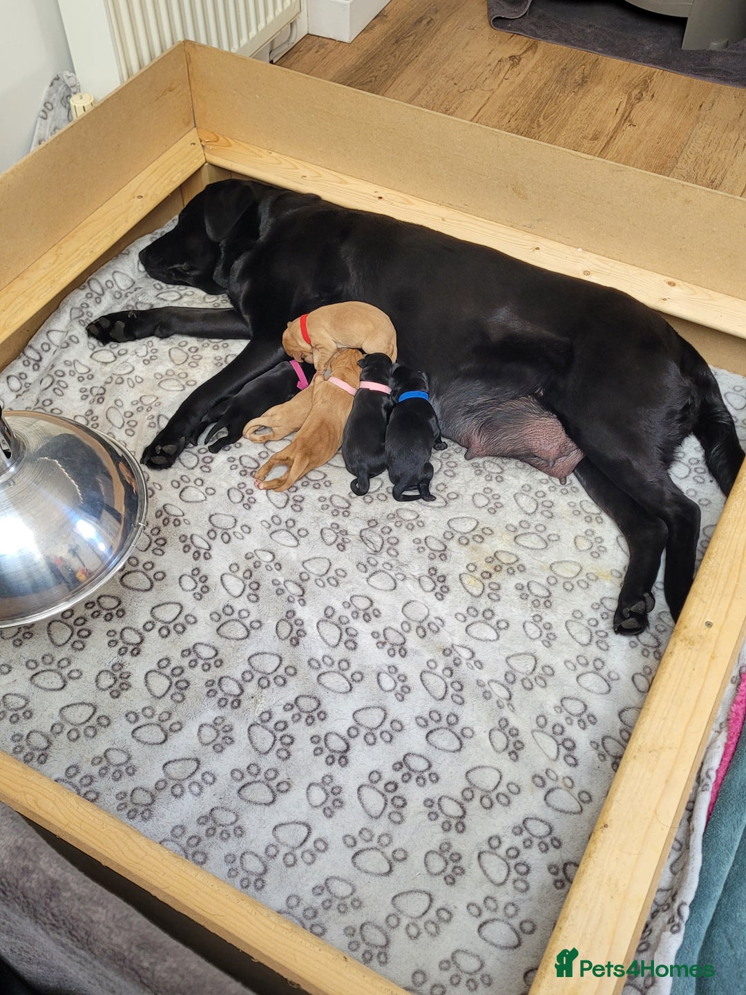 Labrador Retriever dogs for sale: Beautiful pedigree puppies ready 30th Sept - Image 7