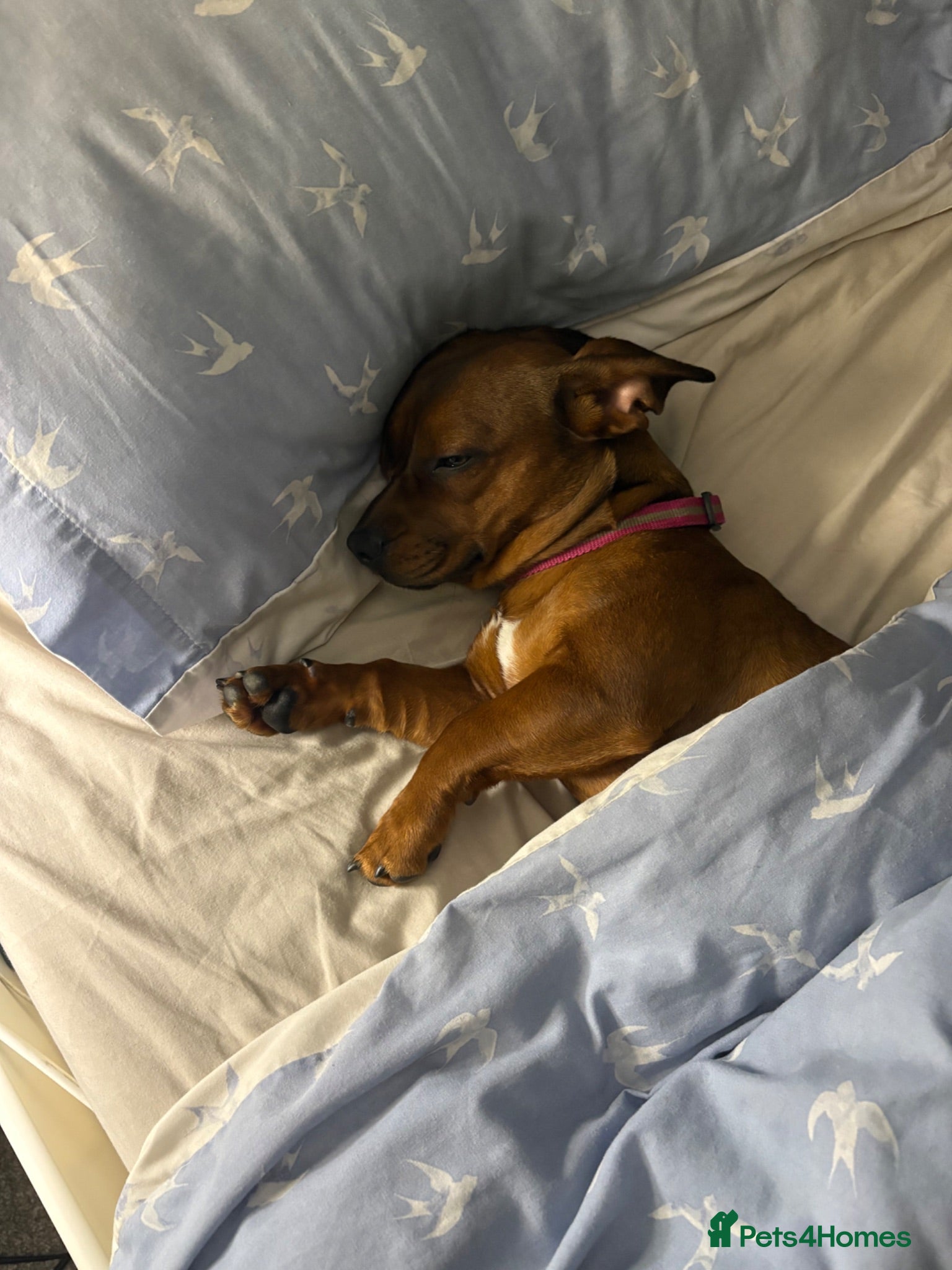 Mixed Breed dogs Luna’s looking for a new home  - Advert 14