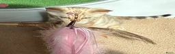 Bengal cats for sale: Seal Mink Male Bengal kittens in Grantham - Advert 9