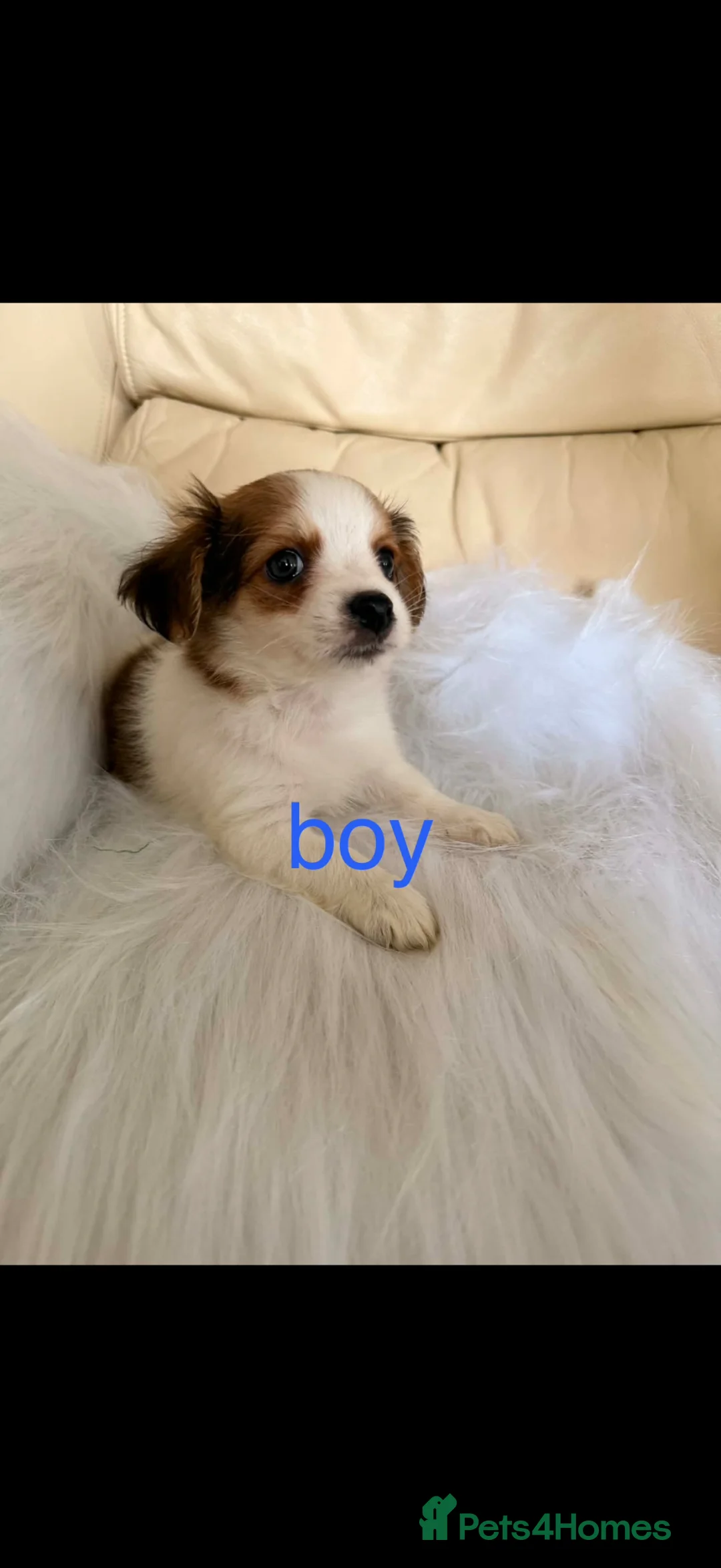 Mixed Breed dogs for sale: Yorkshire x Pomeranian  in Cardiff - Advert 2