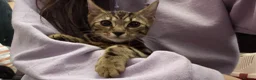 Bengal cats for sale: Adorable bengal kittens - marble bengal   in London - Advert 6