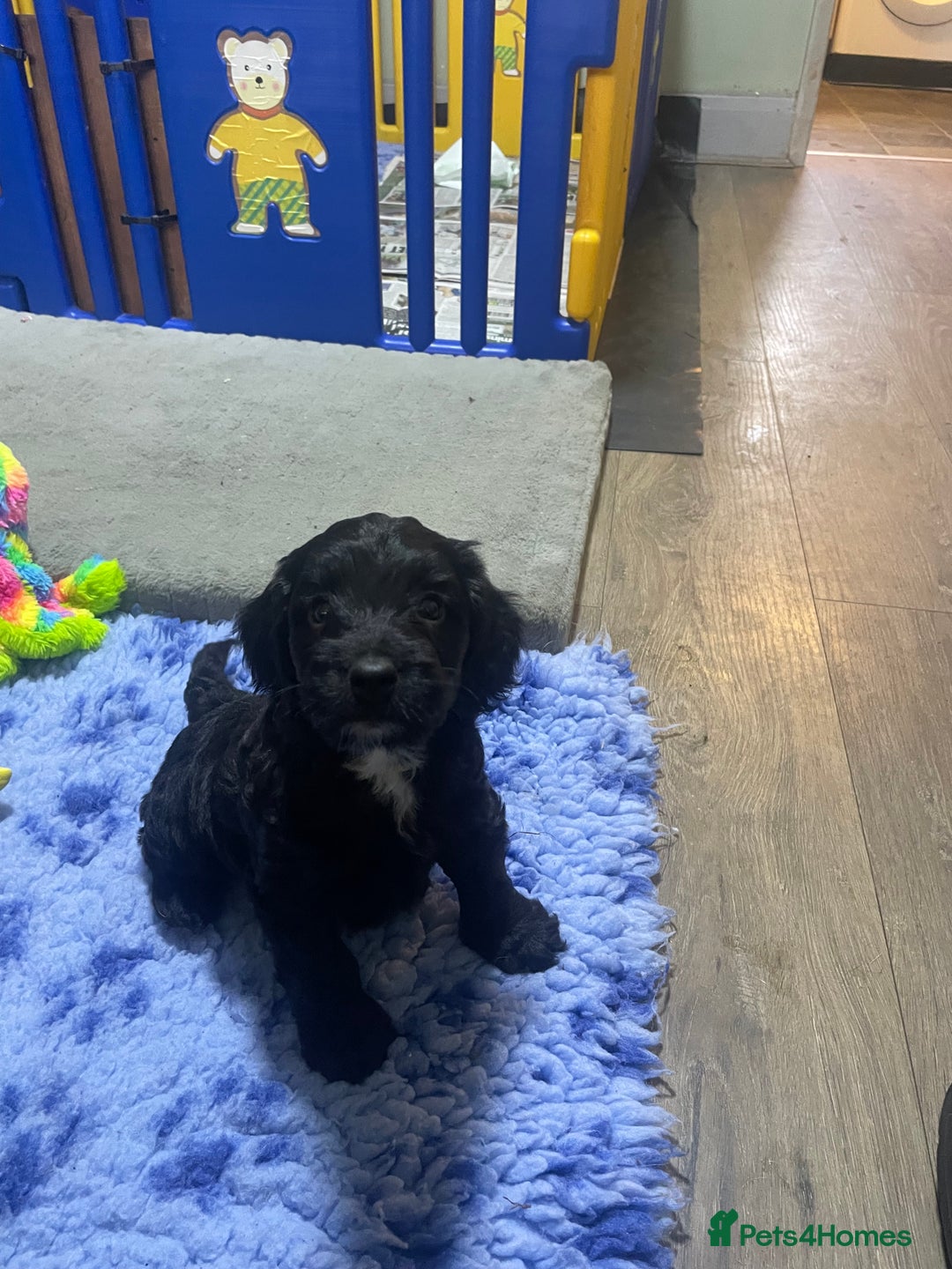 Cockapoo dogs for sale: Very Similar to the cockapoo Sproodle puppies - Image 10