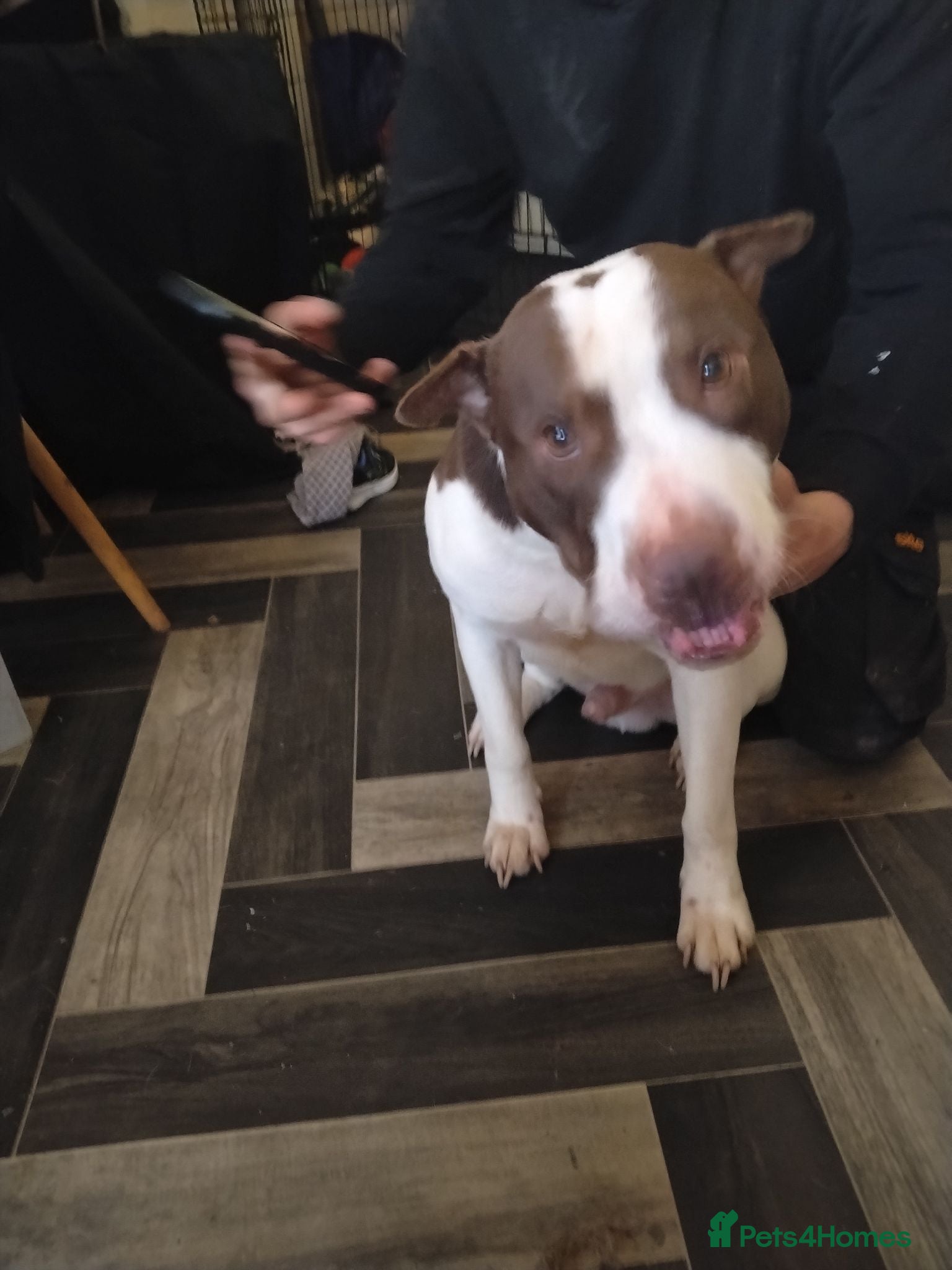 Mixed Breed dogs Reggie needs rehoming  - Advert 1