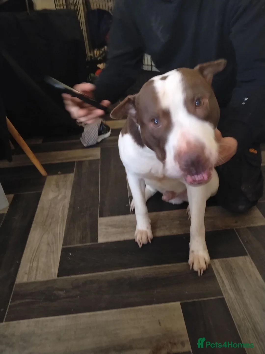 Mixed Breed dogs for adoption: Reggie needs rehoming  in Nelson - Advert 1