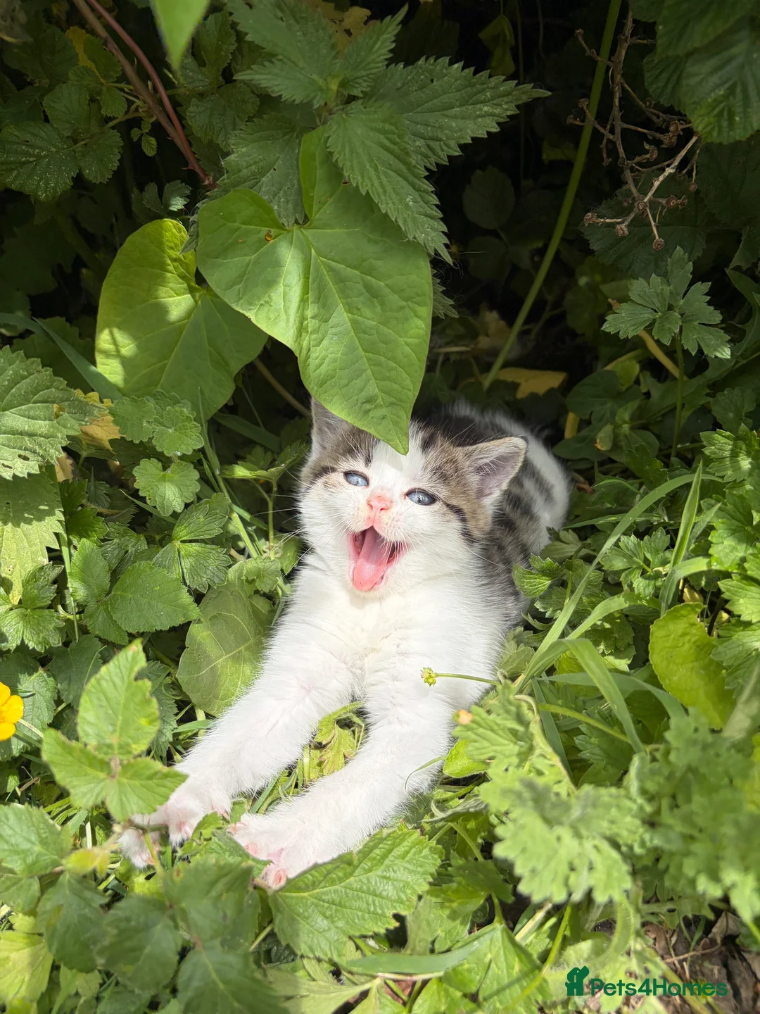 Mixed Breed cats for sale: 4 adorable kittens for sale  - Advert 2