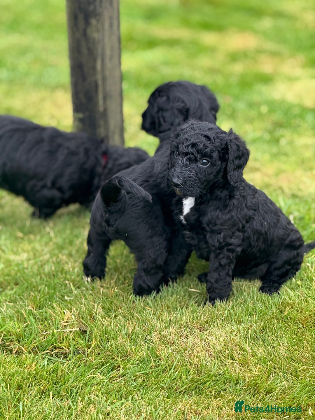 Mixed Breed dogs for sale: 🐾F3 Irish X Australian Labradoodle Puppies  - Advert 16