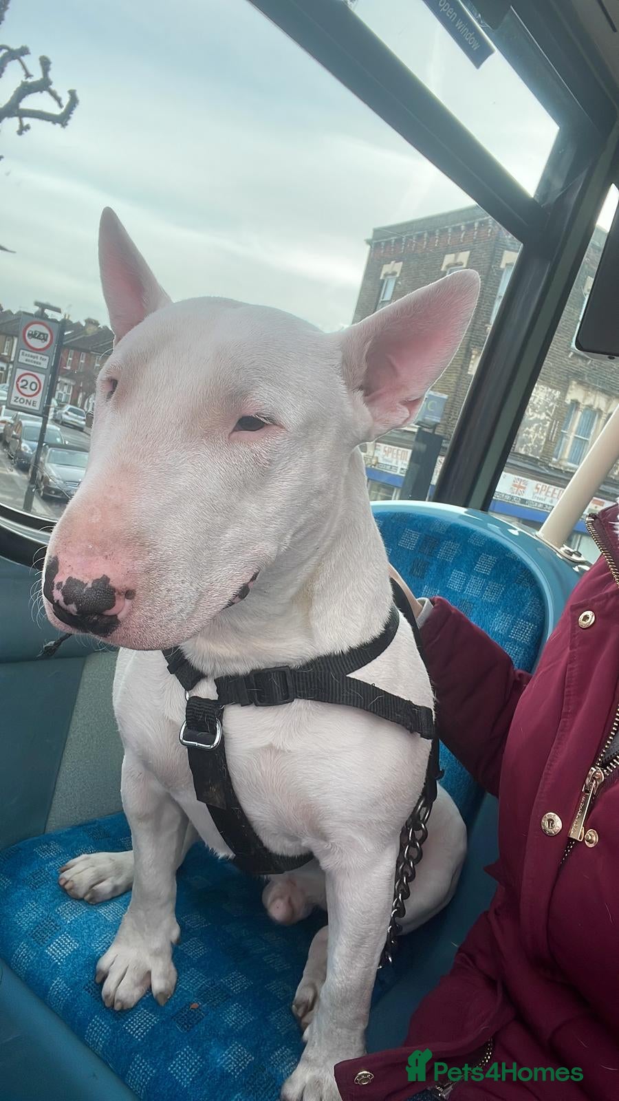 English Bull Terrier dogs Jayko KC Registered English Bull Terrier - Advert 1