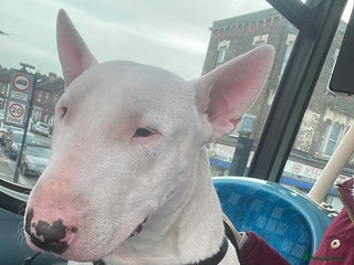 English Bull Terrier dogs Jayko KC Registered English Bull Terrier - Advert 2