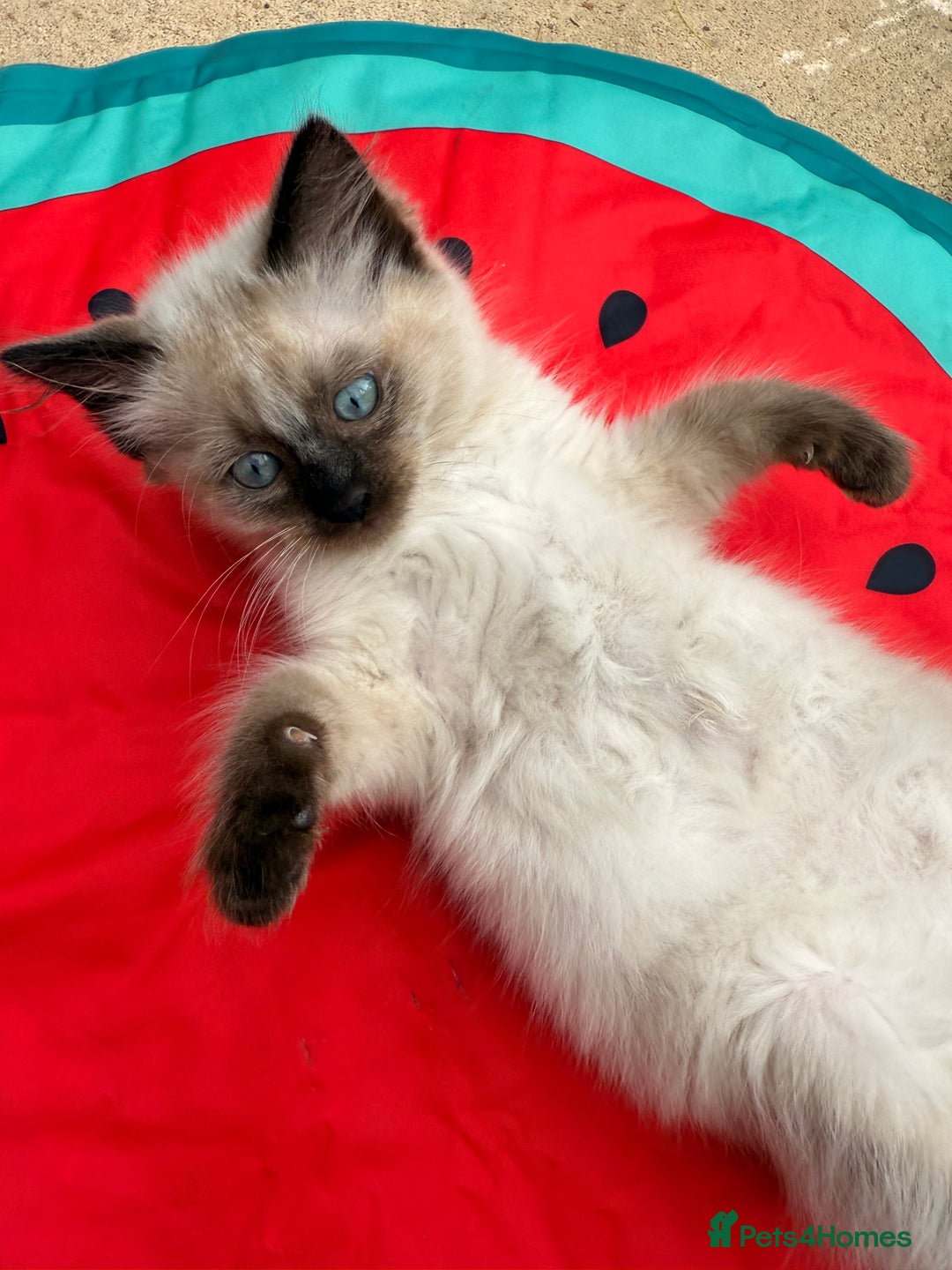 Ragdoll cats for sale: RARE RAGDOLL BABYS  - Image 10