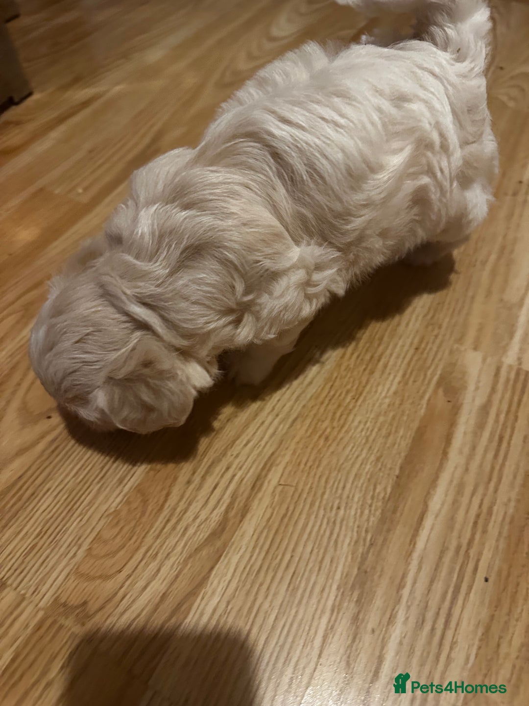 Zuchon dogs for sale: Zuchon puppies for sale  - Image 7