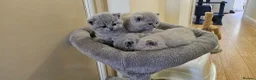 British Shorthair cats for sale: 8 BSH Kittens- 4 of them reserved - Advert 3