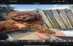 Cavapoo dogs for sale:  1 Beautiful boy Cavapoo puppy left! 💖💙💖💙💖 in Doncaster - Image 23