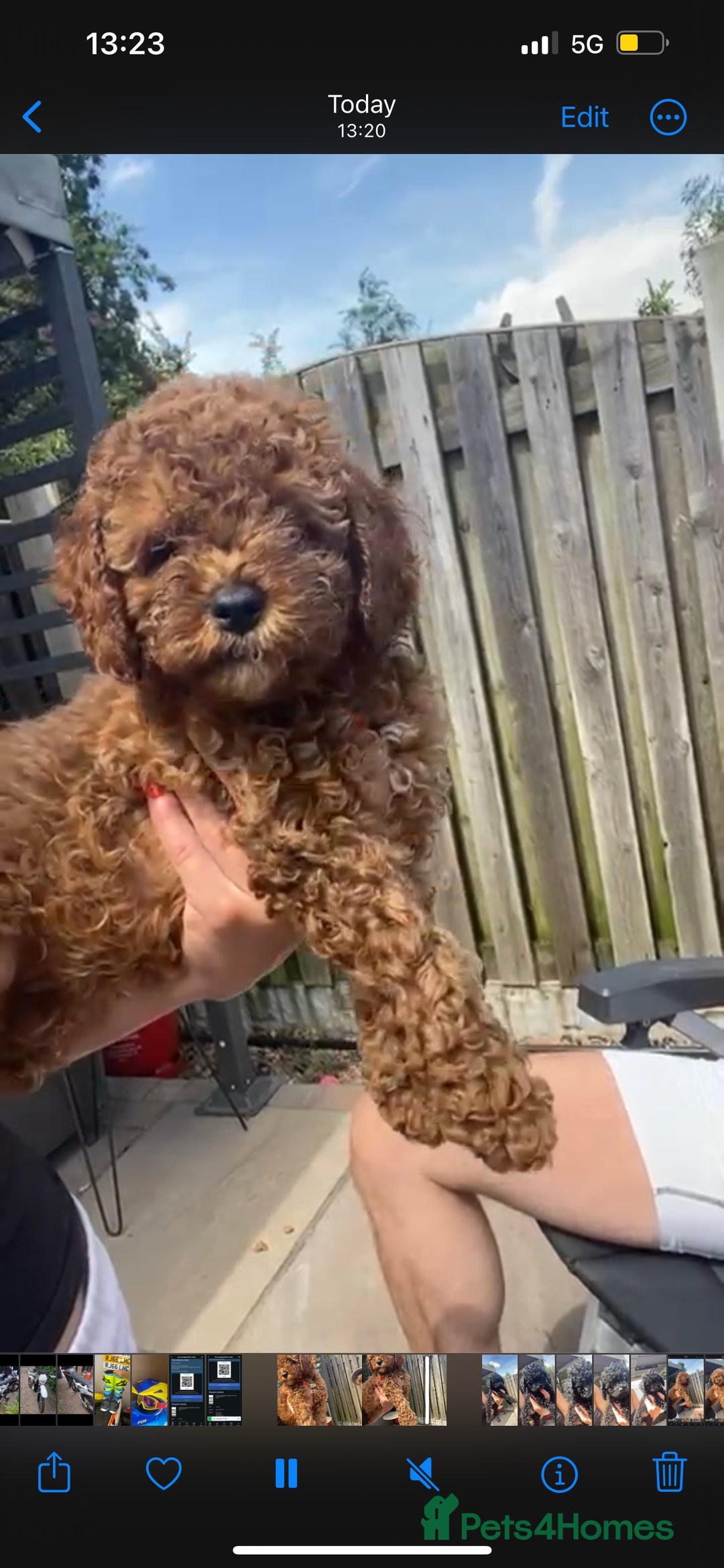 Cavapoo dogs for sale:  1 Beautiful boy Cavapoo puppy left! 💖💙💖💙💖 in Doncaster - Image 23