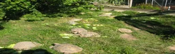 Hermann Tortoise reptiles for sale: Baby Hermann & Spur-thigh Tortoises for sale - Advert 6