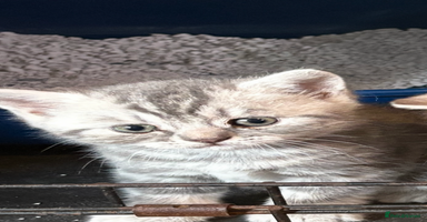 British Shorthair cats - Advert 7
