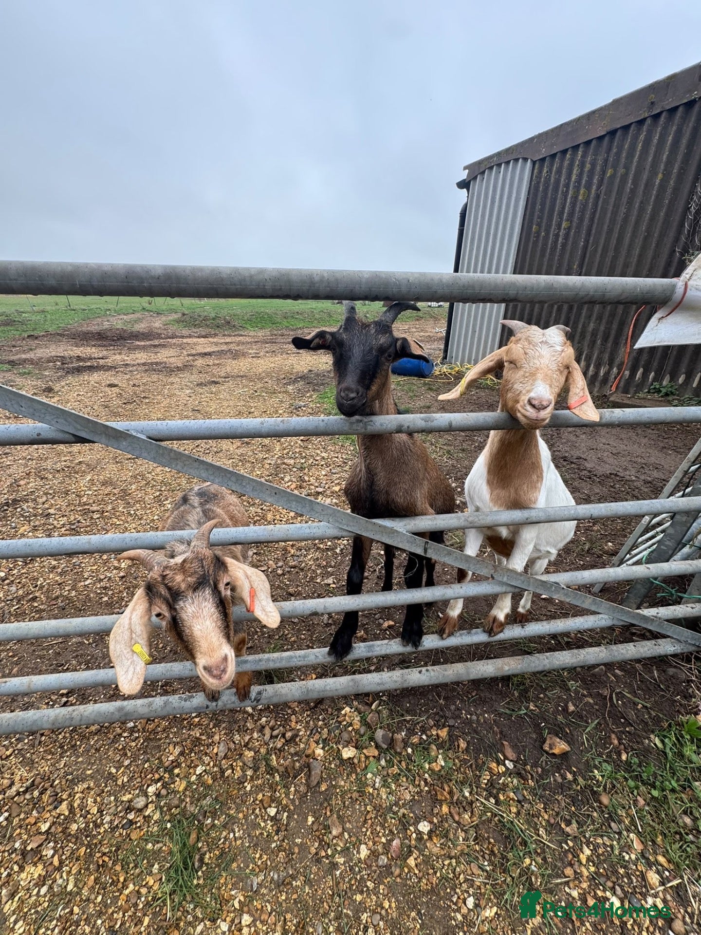 Goats livestock 3 goats - Advert 5