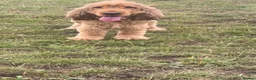 Cocker Spaniel dogs for sale: Proven kc registered show cocker spaniel for sale - Advert 3
