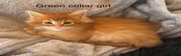 Maine Coon cats for sale: Beautiful Red Maine coone babies  - Advert 7