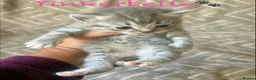 Mixed Breed cats for sale: British Blue/Silver Tabby Babies - Advert 8