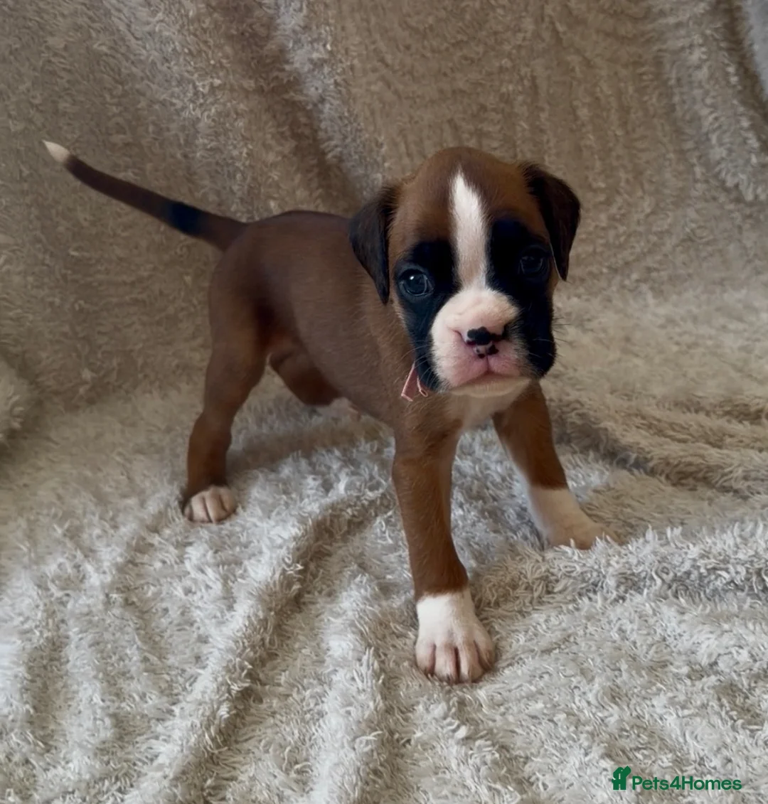 Boxer dogs for sale: Kc Reg Bobtail & tailed boxers  - Advert 2