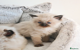 Ragdoll cats for sale: INDOOR FULL PEDIGREE RAGDOLL KITTENS - Image 14