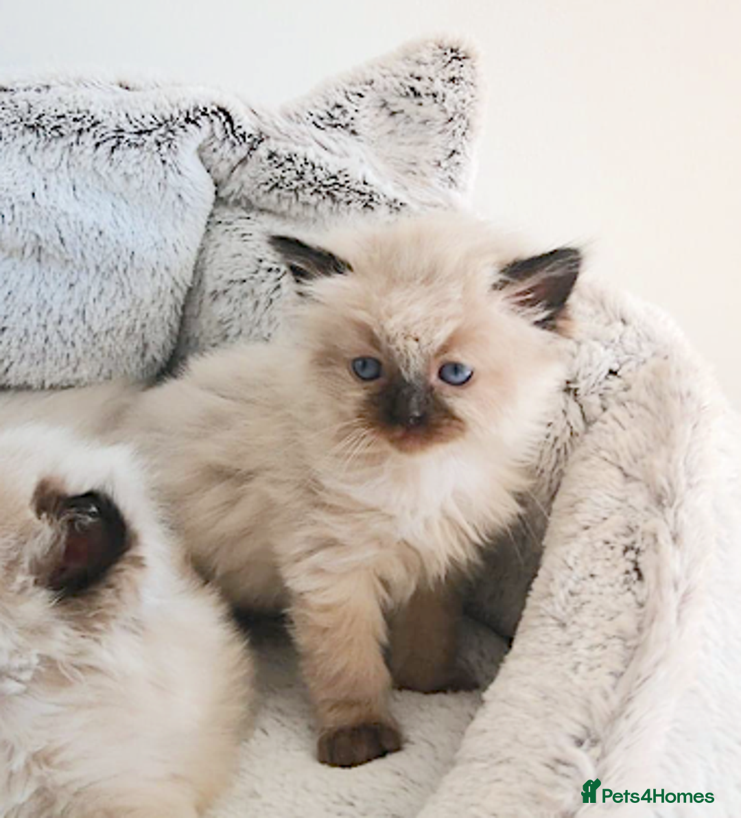 Ragdoll cats for sale: INDOOR FULL PEDIGREE RAGDOLL KITTENS - Image 14