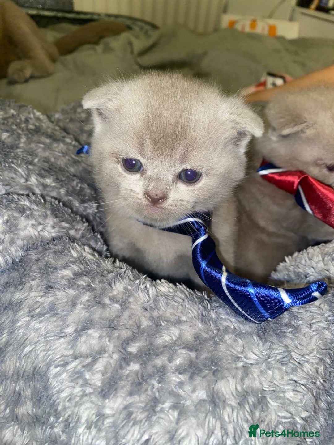 Scottish Fold cats for sale: Beautiful Scottish Fold Kittens🫶🏼😍 - Advert 6