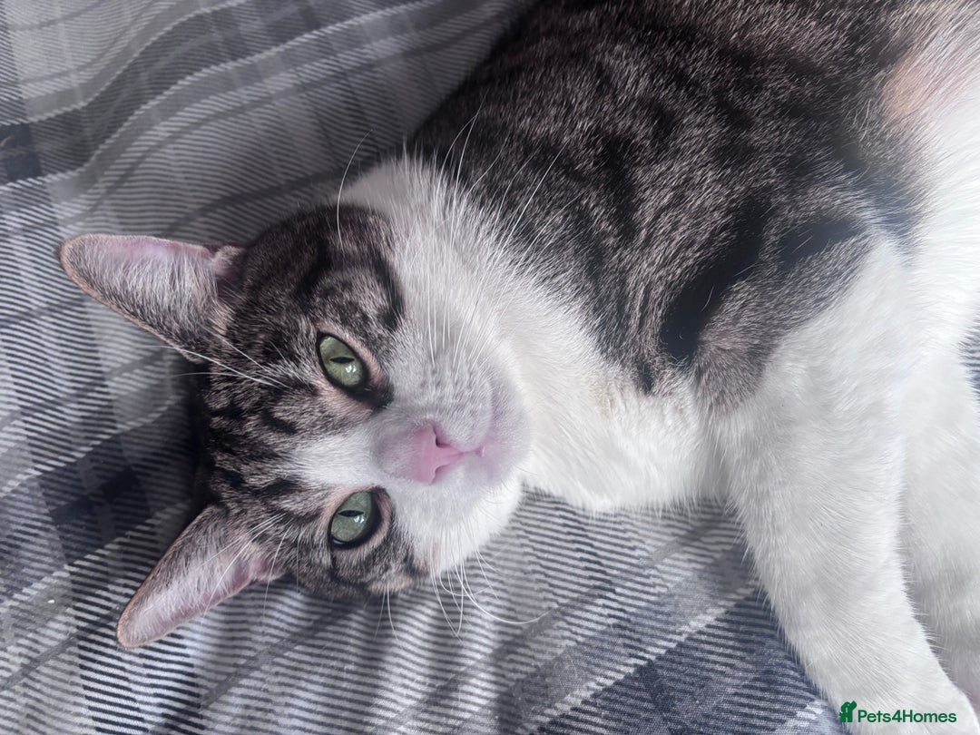 Domestic Shorthair cats for sale: Tabby and white loving male cat Milo - Image 1