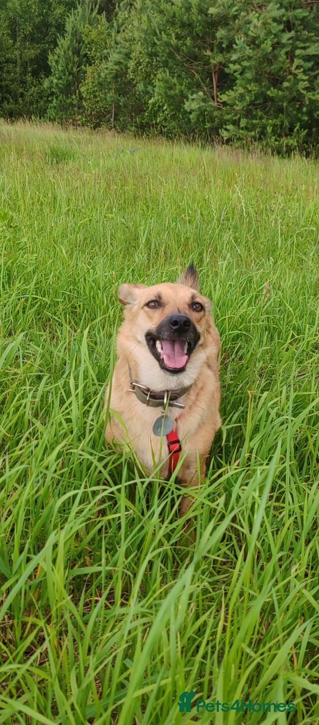 Border Collie dogs for adoption: RHONDA – Border Collie (Female) - Advert 2