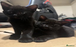 British Longhair cats for sale: 4 all black girls looking for forever home - Image 7