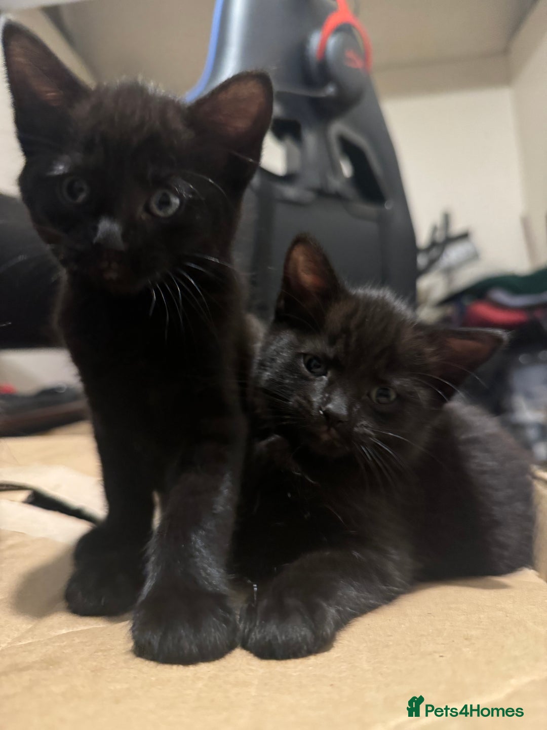 British Longhair cats for sale: 4 all black girls looking for forever home - Image 7