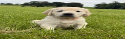 Golden Retriever dogs for sale: Beautiful Golden Retriever Puppies - Advert 10