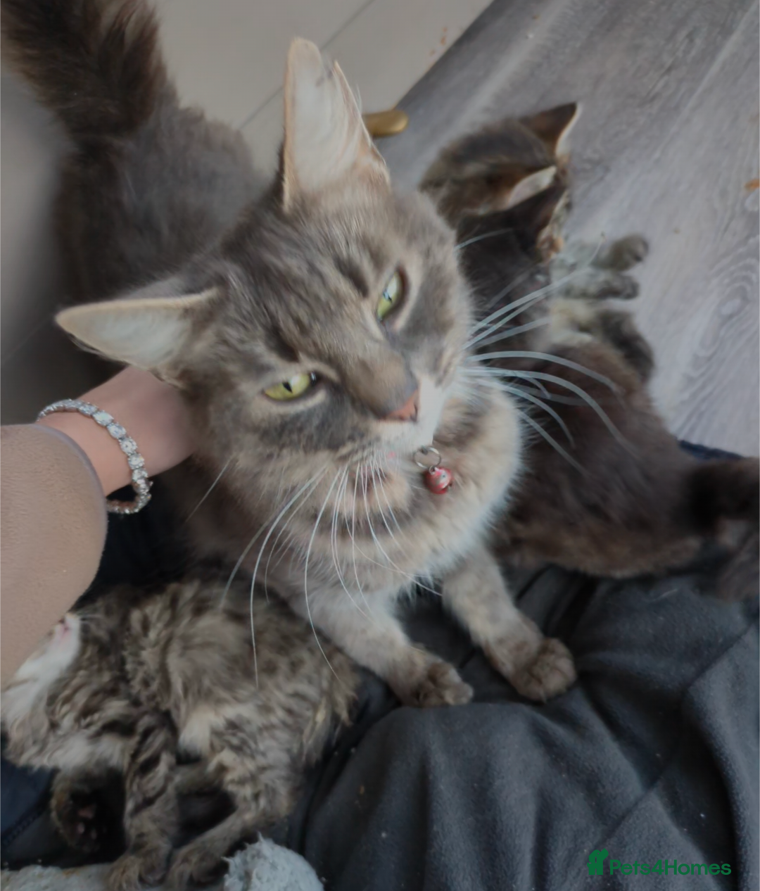 Mixed Breed cats Beautiful family kittens  - Advert 4