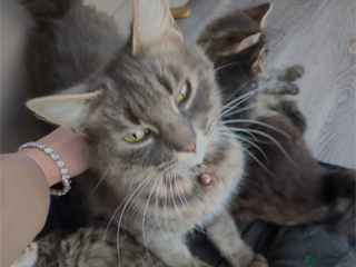 Mixed Breed cats Beautiful female black kitten - Advert 7