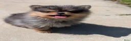 Pomeranian dogs for sale: Pedigree Pomeranian puppy's  - Advert 6