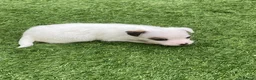 Jack Russell dogs for sale: Beautiful Jack Russell puppies  - Advert 3