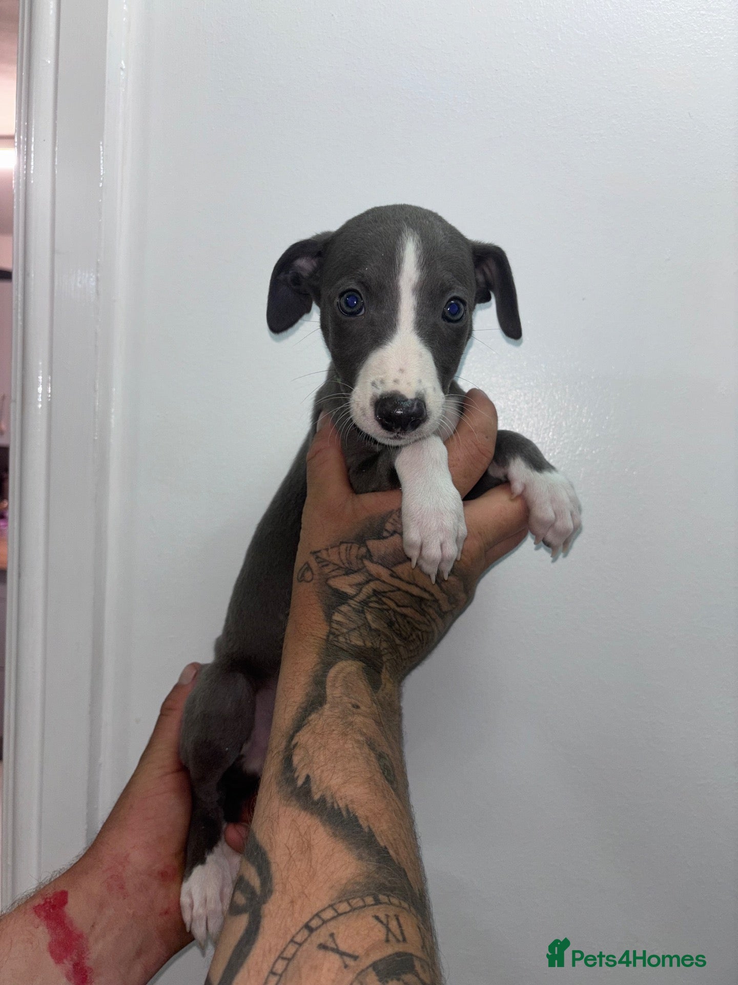 Whippet dogs Blue kc whippet puppies ready to leave - Advert 7