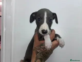 Whippet dogs Blue kc whippet puppies ready to leave - Advert 7