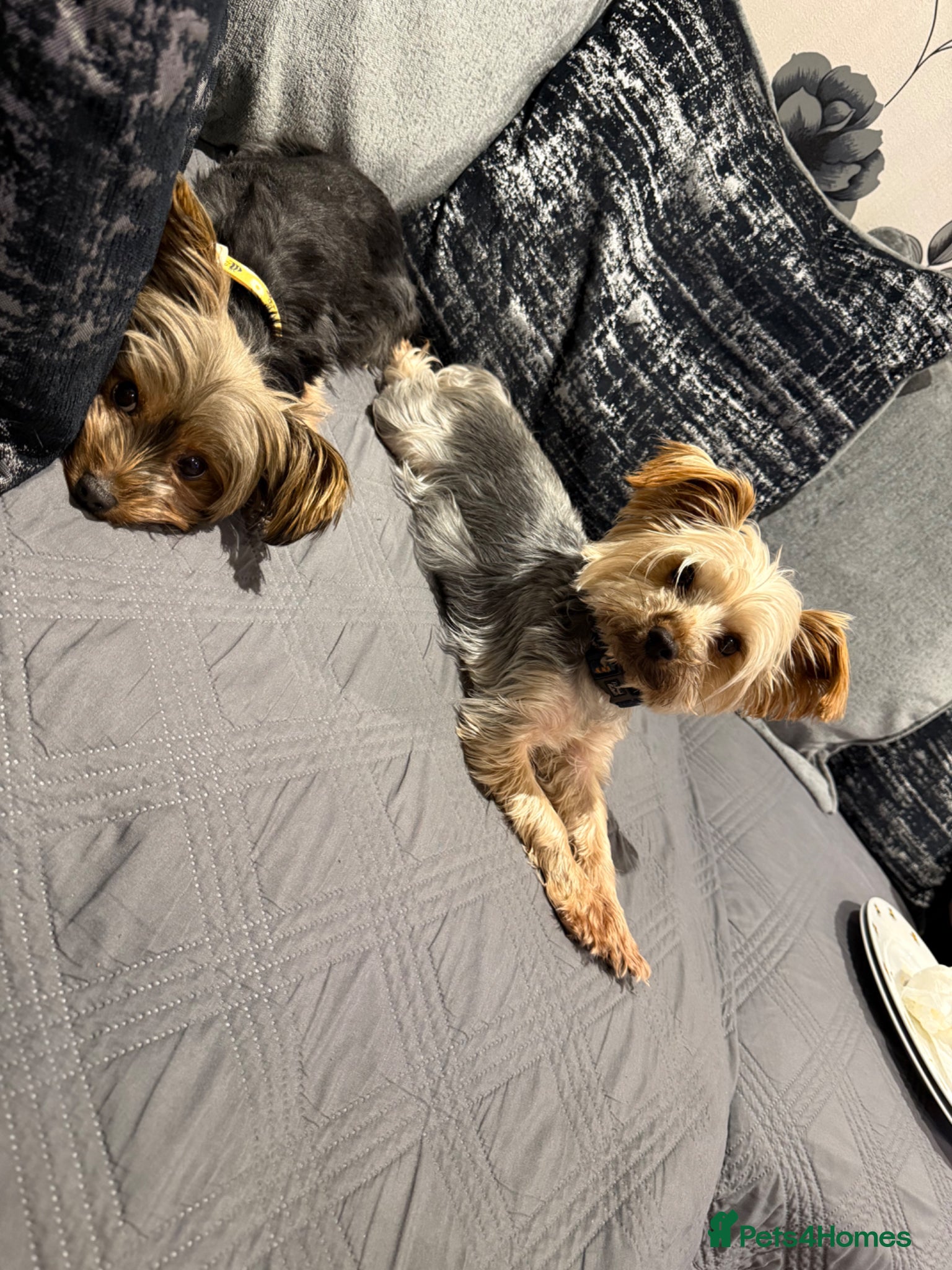 Yorkshire Terrier dogs Yorkshire terrier - Advert 2