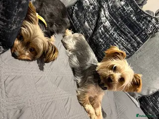 Yorkshire Terrier dogs Yorkshire terrier - Advert 11