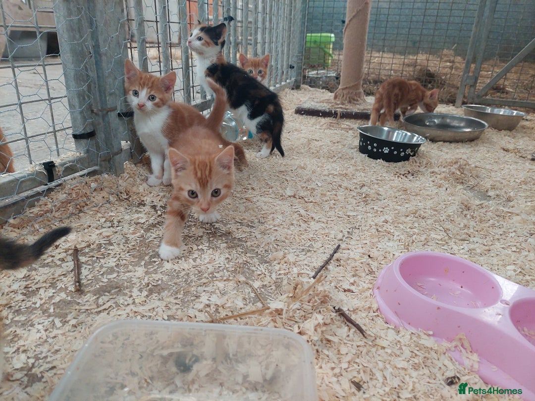 Domestic Shorthair cats for sale: Gorgeous kittens available now - Image 11