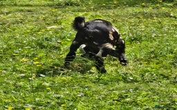 Goats livestock for sale: Pedigree Anglo Nubian Kids (disbudded) - Image 5