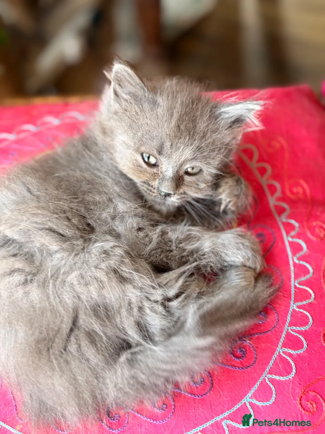 British Longhair cats for sale: Gorgeous British Long Hair X Ragdoll kittens  - Advert 1