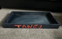 Bearded Dragon reptiles for sale: Reptile accessories and vivarium available - Advert 3