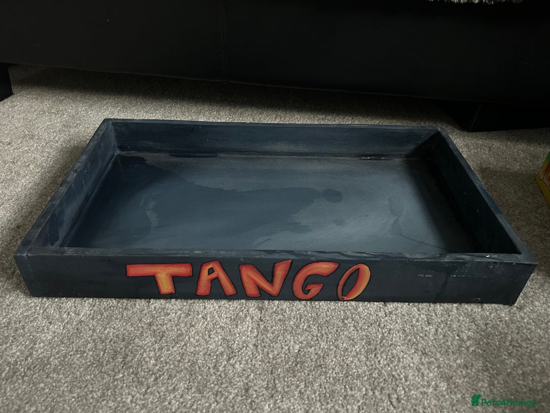 Bearded Dragon reptiles for sale: Reptile accessories and vivarium available - Advert 3